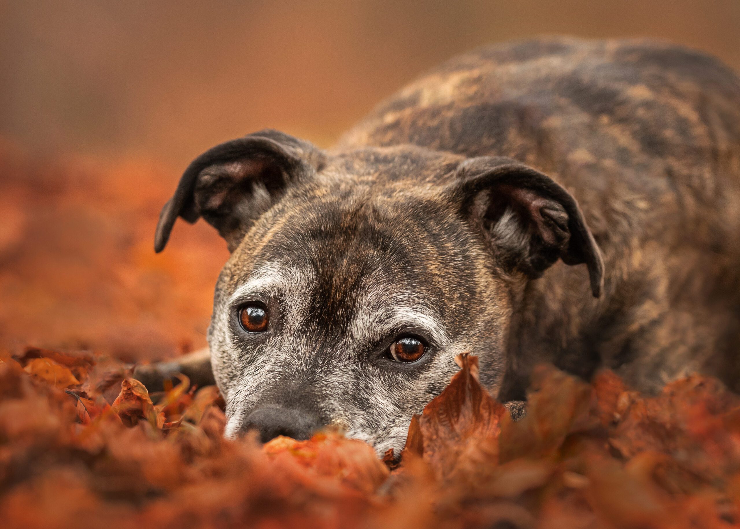 autumnal photoshoot with your pet